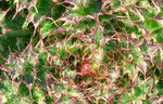 Bull Thistle, Common Thistle, or Spear Thistle